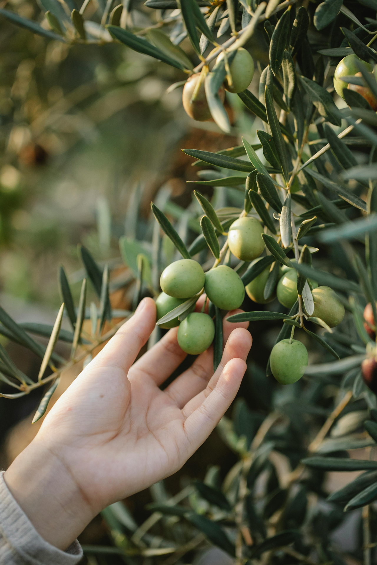 Alfayrouz garden for food industries and export